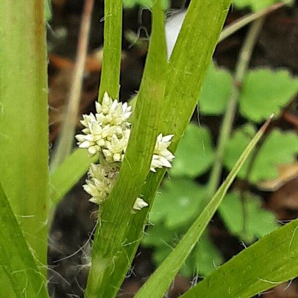 Luzula nivea Fiore