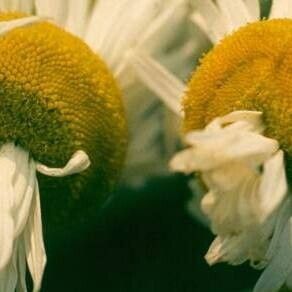 Matricaria chamomilla Blüte