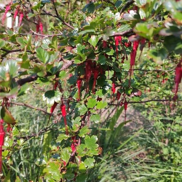 Ribes speciosum Кветка