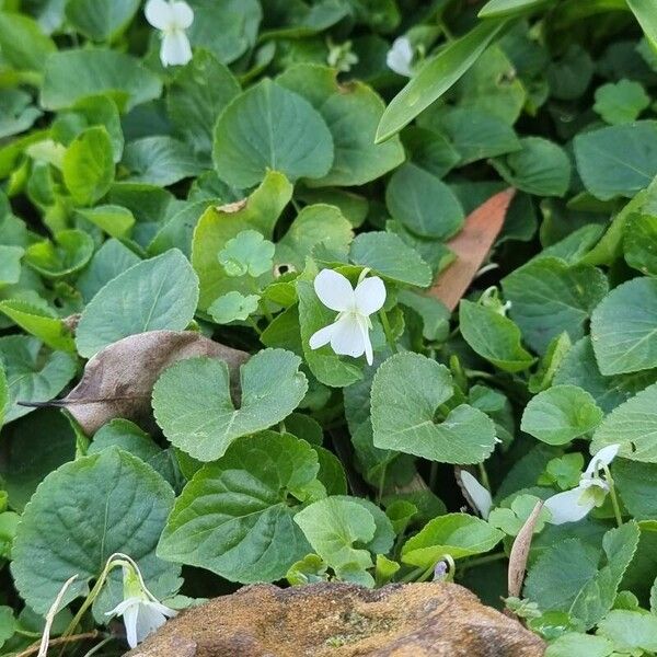 Viola alba Flower