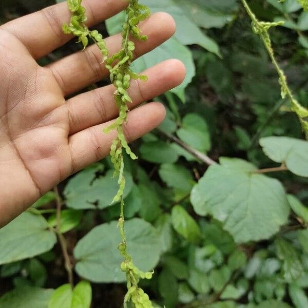 Pleurolobus gangeticus Fruit