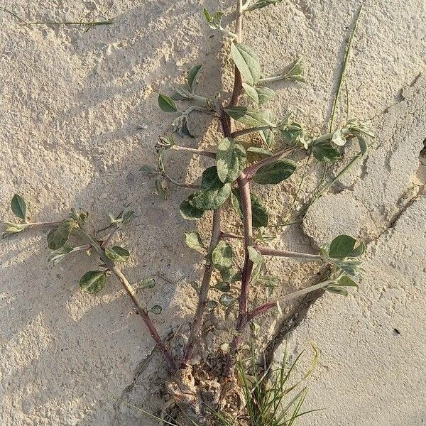 Capparis spinosa Vivejo