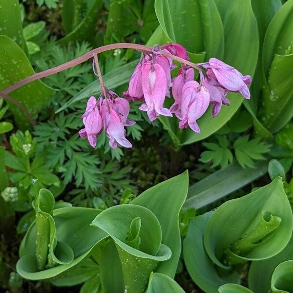 Dicentra formosa Kvet