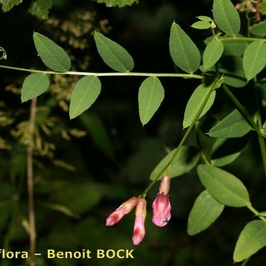 Vicia dumetorum Annet