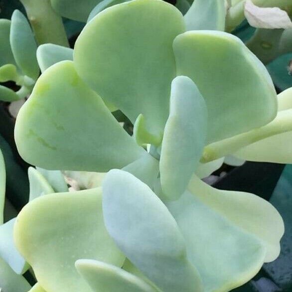 Sedum alexanderi Листок