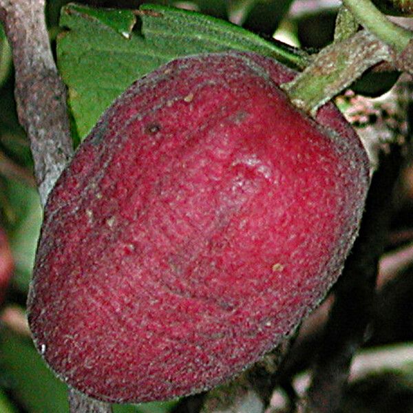 Guettarda baladensis Fruit