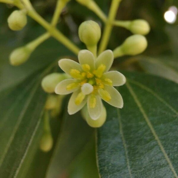 Cinnamomum verum 花