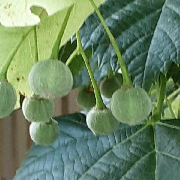 Tilia platyphyllos Fruct