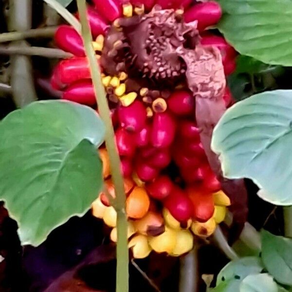 Amorphophallus paeoniifolius Habitus