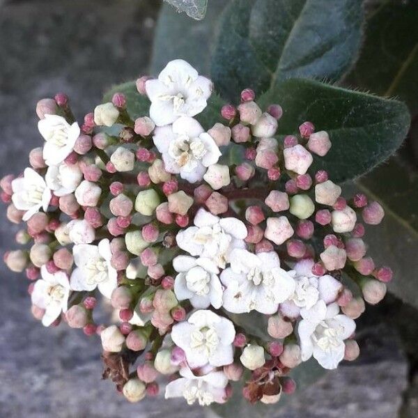 Viburnum tinus 花