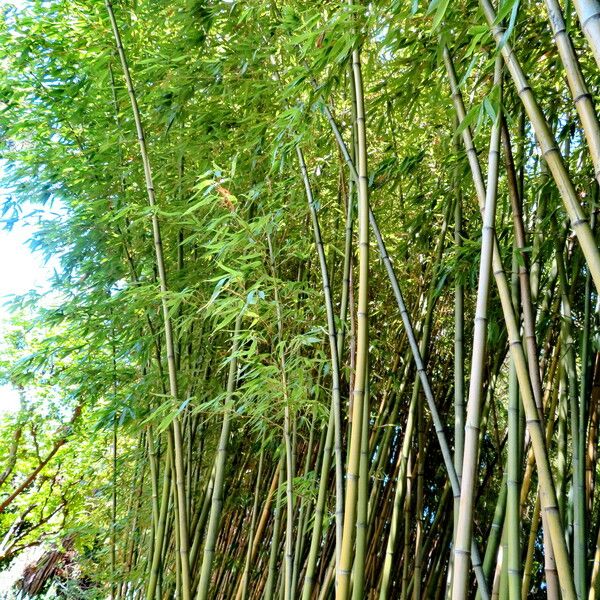 Phyllostachys aurea 形态