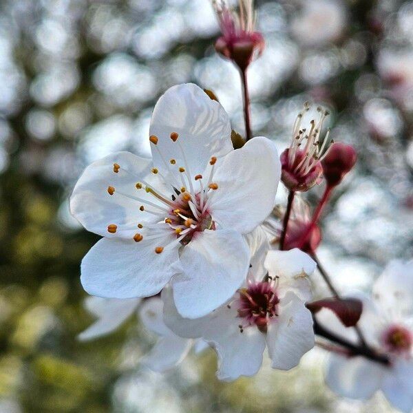 Prunus cerasifera Květ