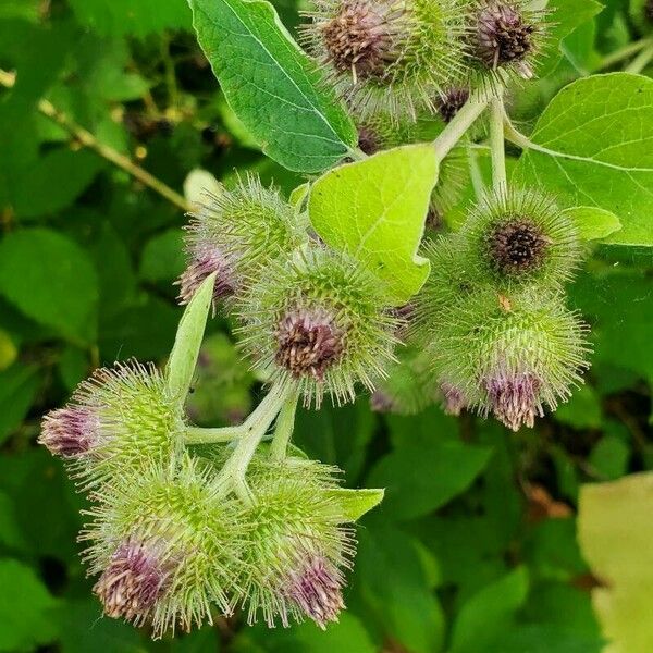 Arctium minus Flower