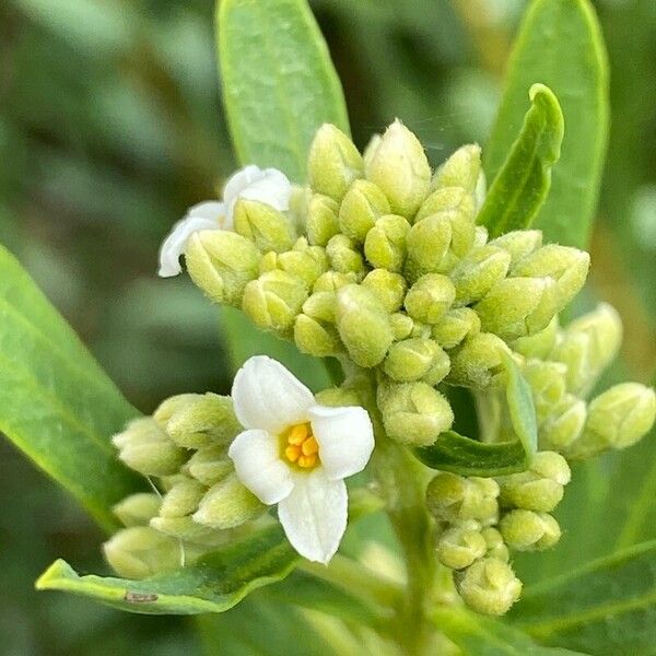 Daphne gnidium Flower