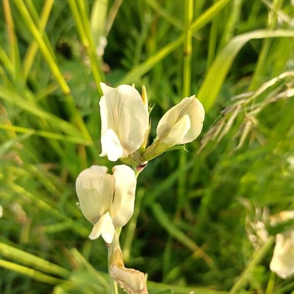 Vicia grandiflora Blüte