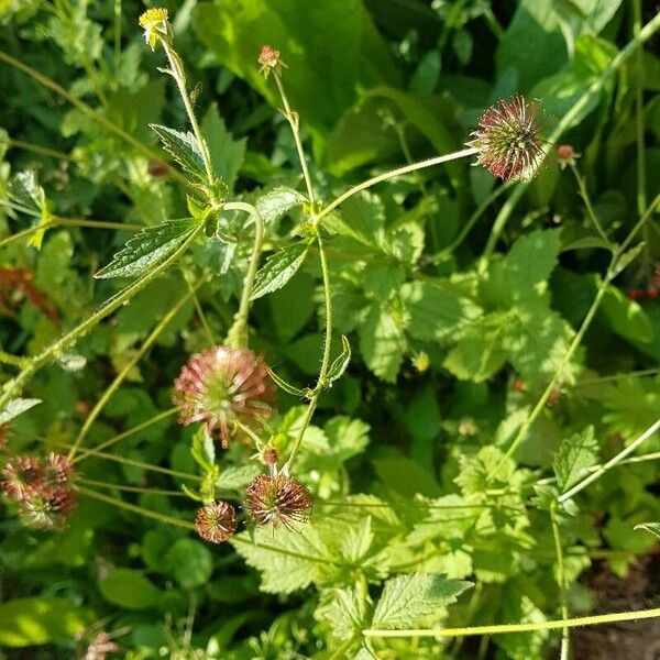 Geum laciniatum Fleur