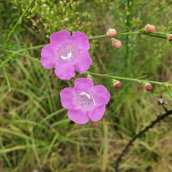 Agalinis purpurea Õis