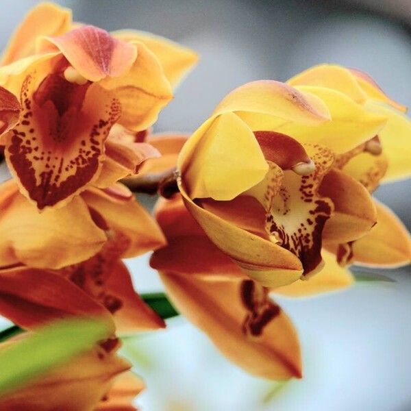 Cymbidium devonianum Flower