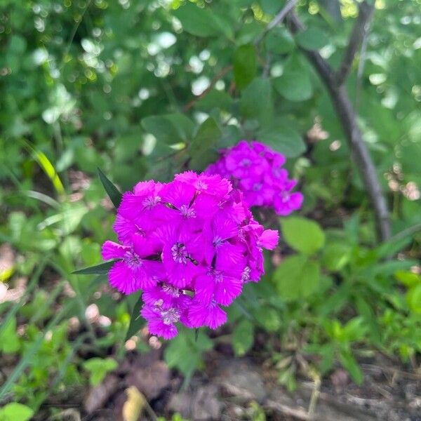 Dianthus barbatus Květ