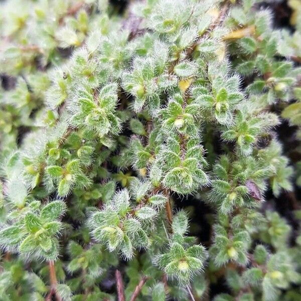 Thymus praecox Leaf