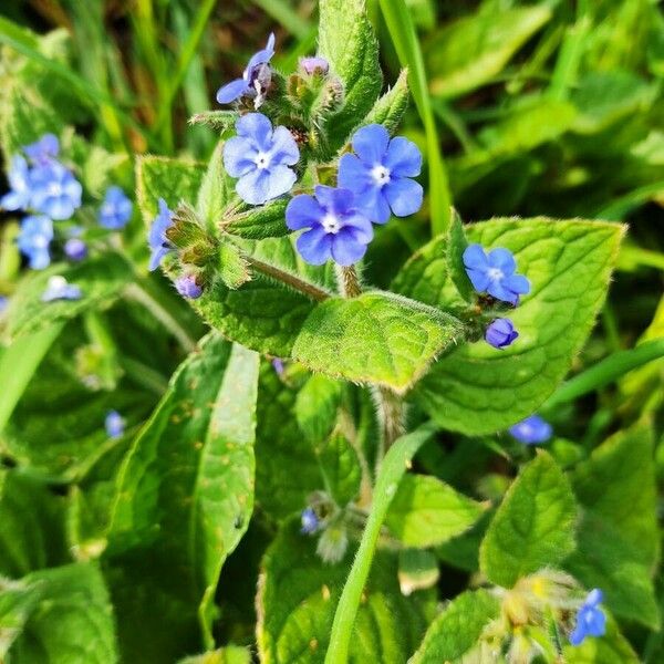 Pentaglottis sempervirens Květ