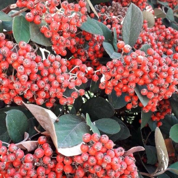 Cotoneaster coriaceus Frukt