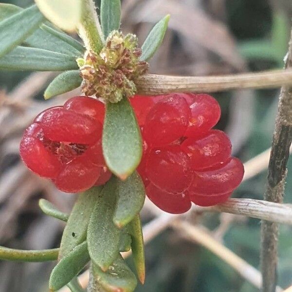 Pollichia campestris Fruit