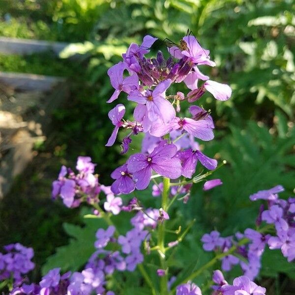 Hesperis matronalis Fiore