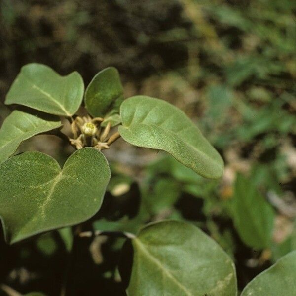 Croton punctatus 形態