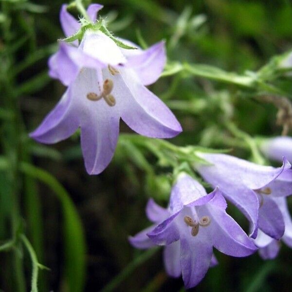 Campanula sibirica Květ