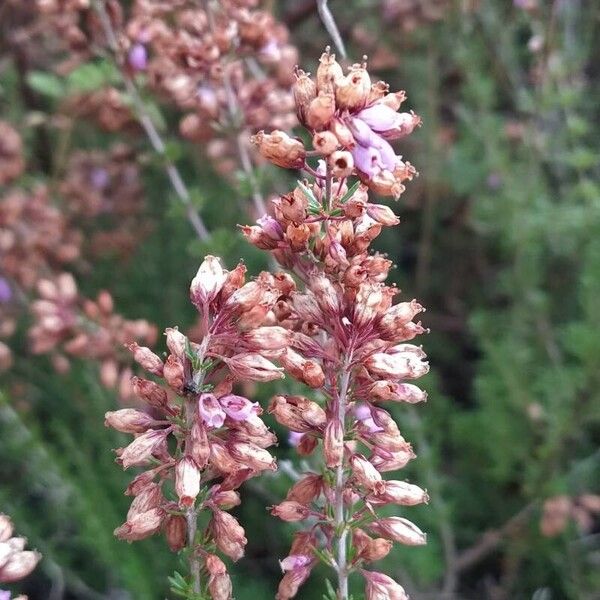 Erica cinerea Lorea