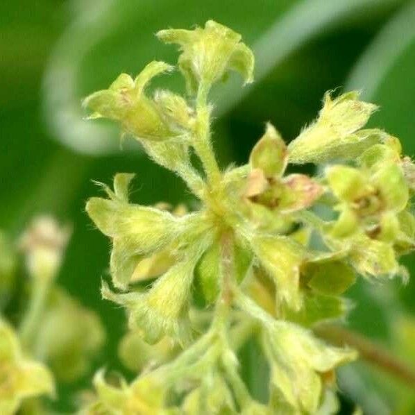 Alchemilla pallens Blüte