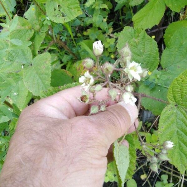 Rubus pedemontanus Annet