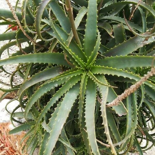 Aloe arborescens ഇല