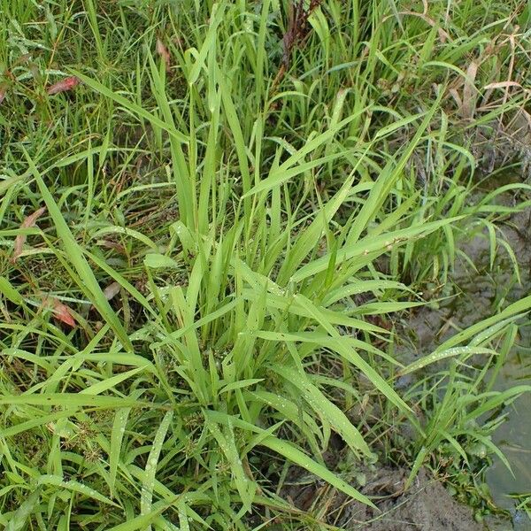 Leersia oryzoides Alkat (teljes növény)