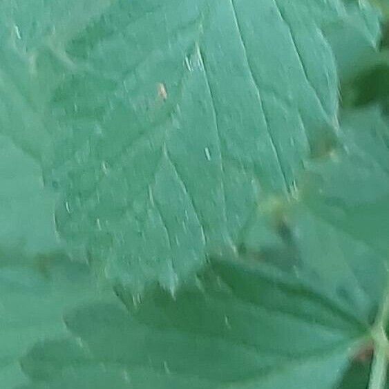 Agrimonia gryposepala Leaf