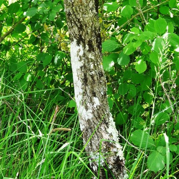 Cornus sanguinea Bark