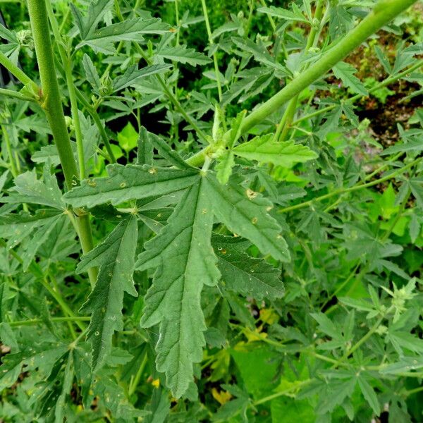 Althaea cannabina Leaf