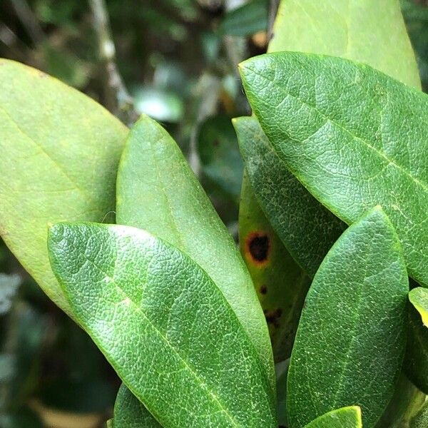 Rhododendron aureum Blatt