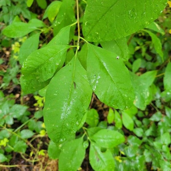 Oemleria cerasiformis List