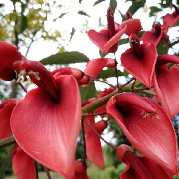 Erythrina crista-galli Kwiat