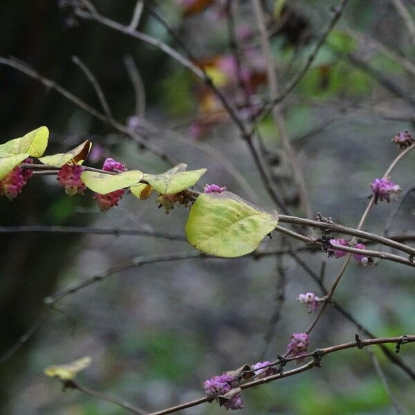 Symphoricarpos orbiculatus पत्ता