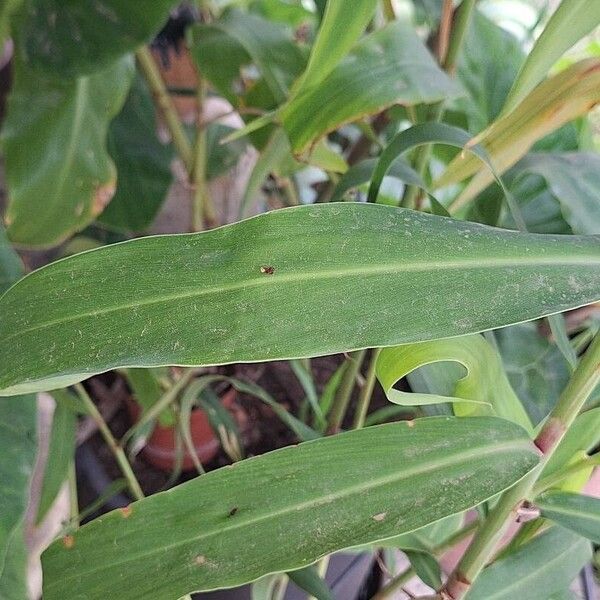 Hedychium coccineum Leaf