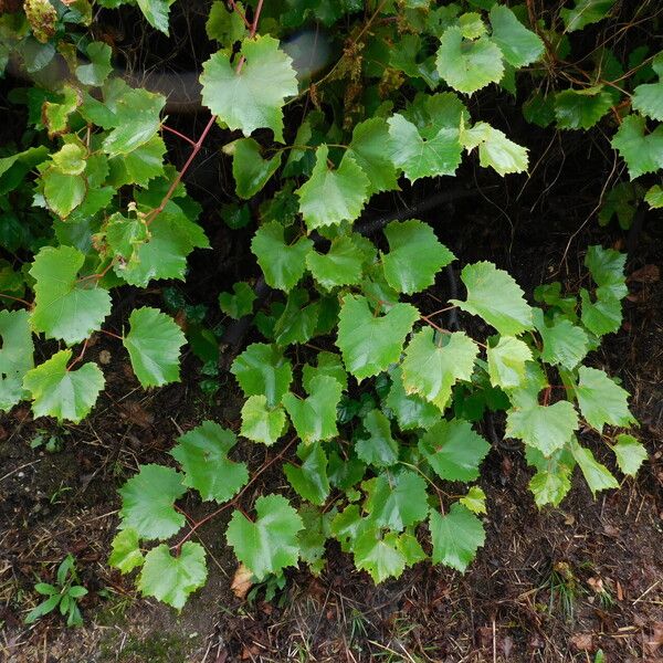 Vitis rupestris ശീലം