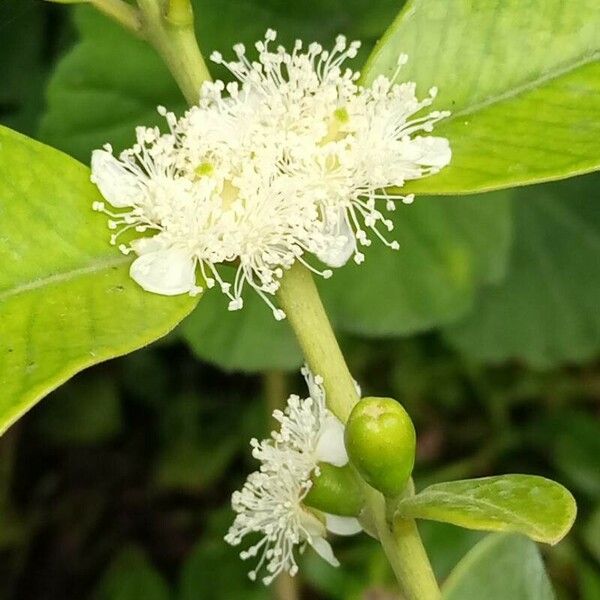 Psidium guineense Virág