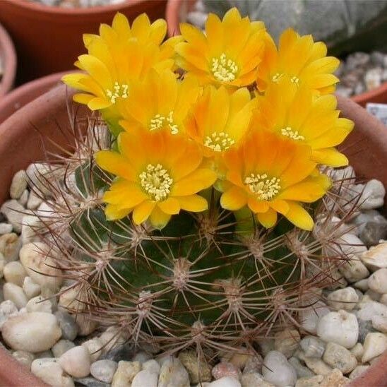 Weingartia neocumingii Flower