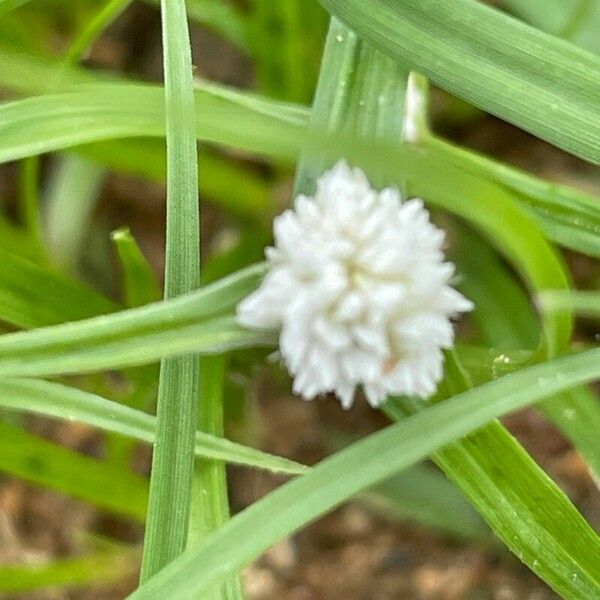 Cyperus niveus Flower