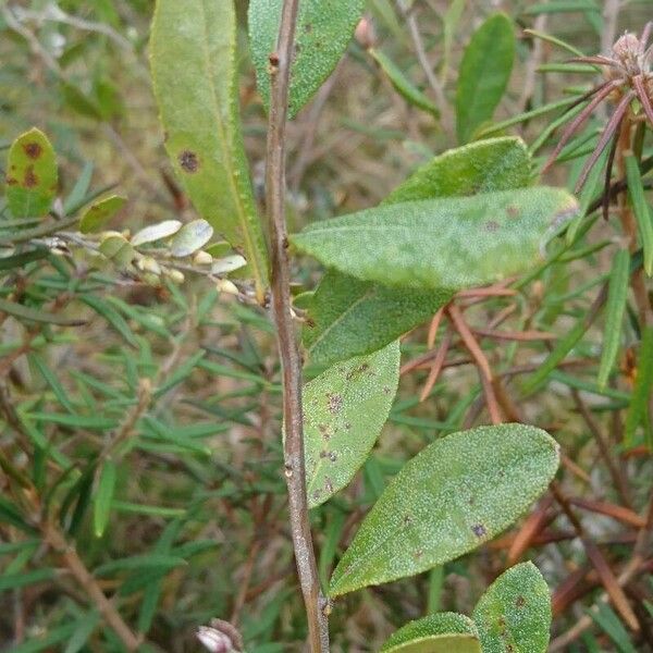 Chamaedaphne calyculata Blatt