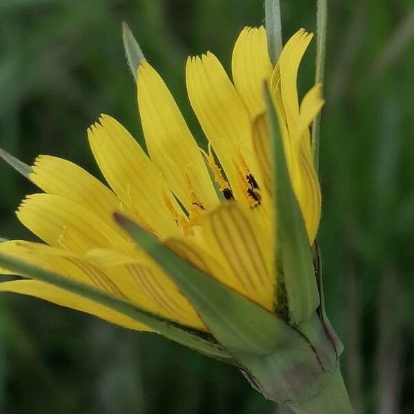 Tragopogon pratensis Квітка