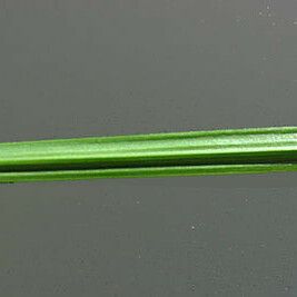 Carex tribuloides Blatt